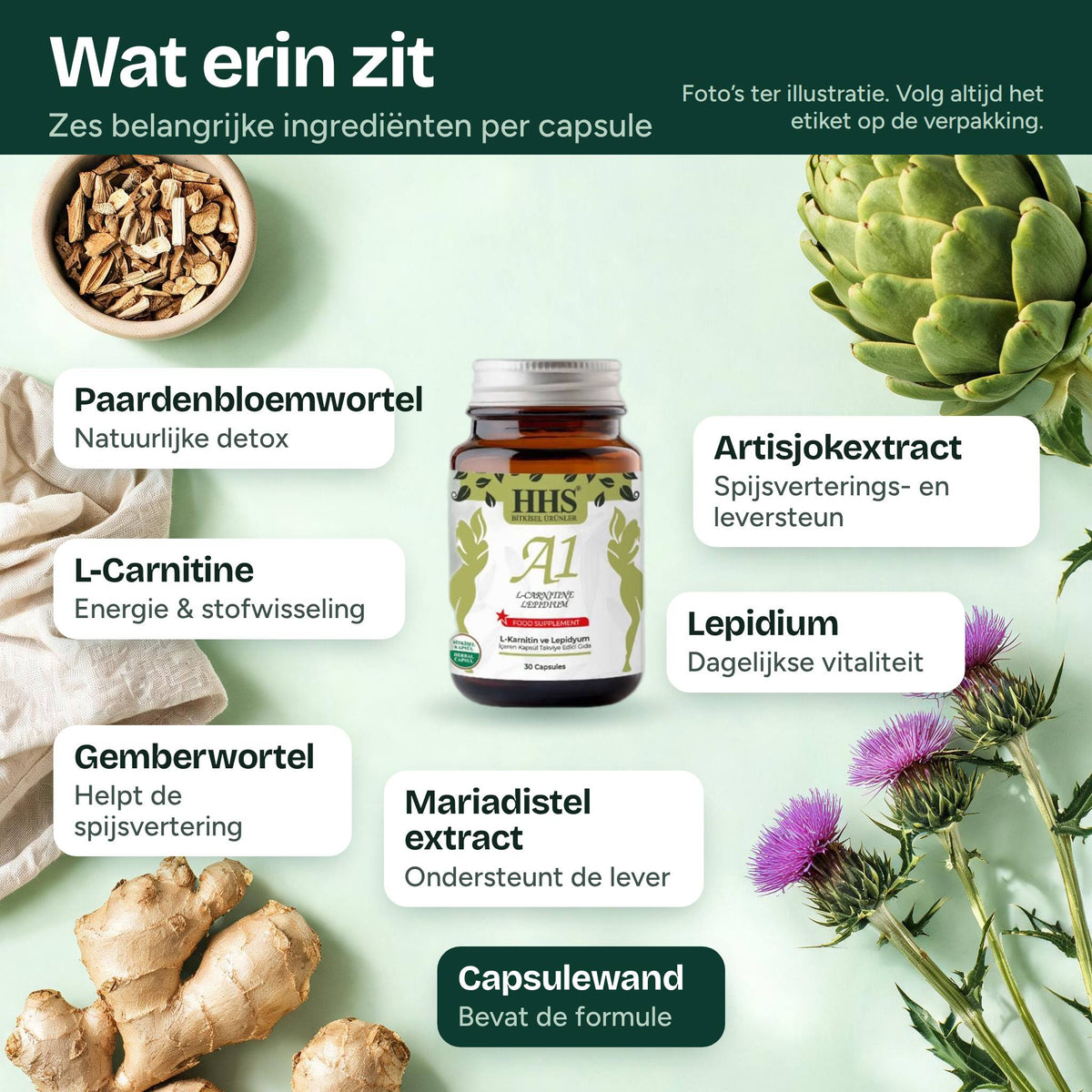 HHS A1 L-Carnitine Lepidium Capsule ingrediënten: L-Carnitine, Lepidium, paardenbloemwortel, artisjokextract, gemberwortel, mariadistel extract, capsuleomhulsel
